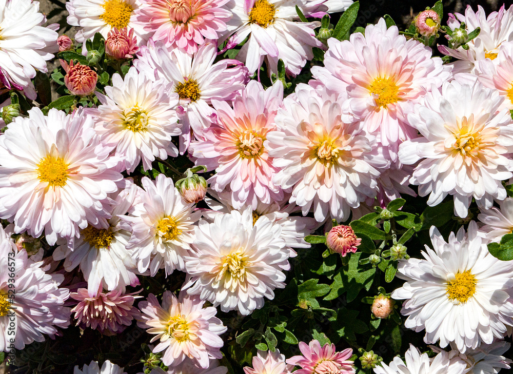 bouquet of white flowers bouquet of white flowers