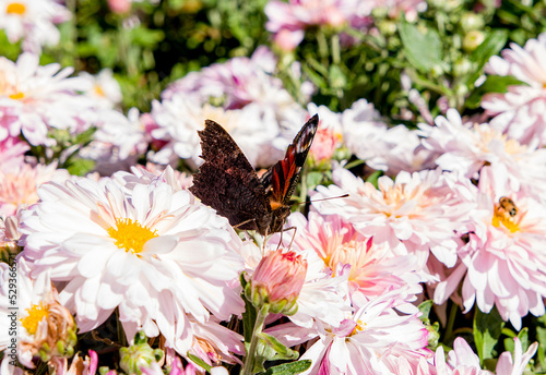 butterfly on flowers