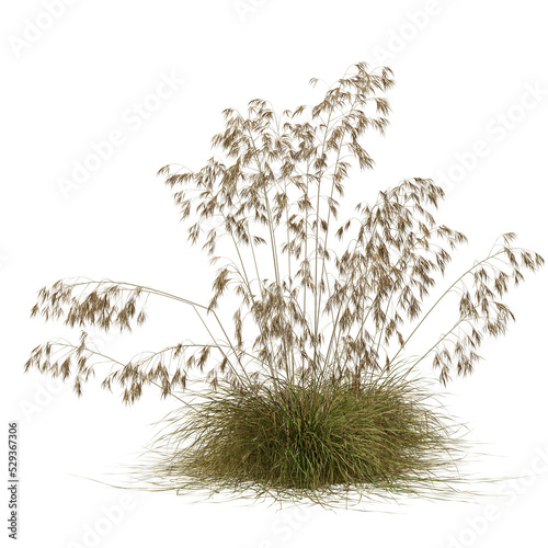 grass isolated on white photo