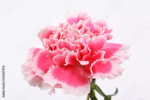 closeup carnation flower on white background