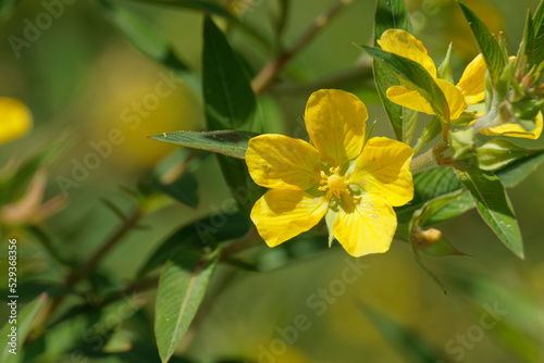 Flower of a Mexican Primrose-Willow  Ludwigia octovalvis   a stout  perennial herb belonging to Polygonum polygonum of the Willow family.