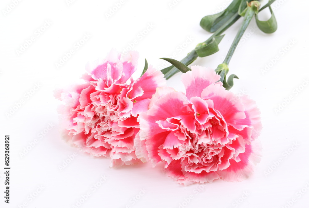 closeup carnation flower on white background closeup carnation flower on white background