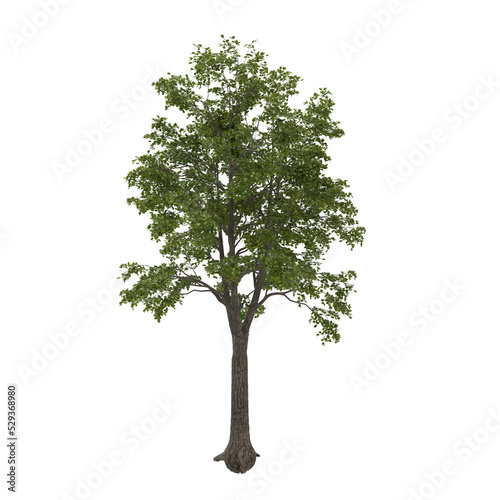 tree png 3d rendering nature object tree isolated 