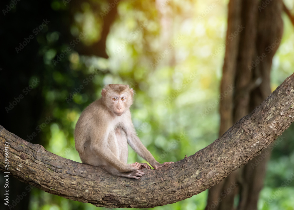 Lonely monkey sitting on tree with looking at camera Lonely monkey sitting on tree with looking at camera