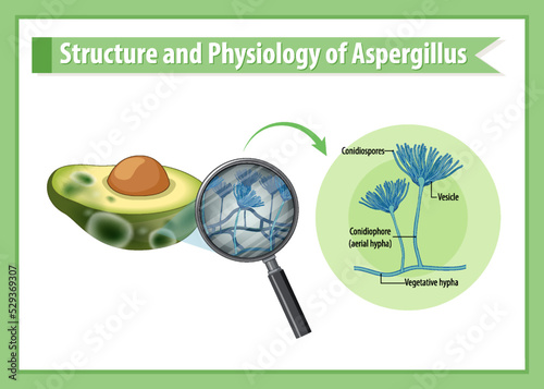 Structure and Physiology of avocado Aspergillus