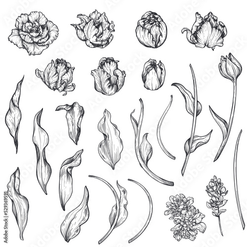 Set of hand drawn vector tulip flowers and leaves