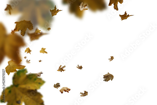 falling autumn leaves as a foreground, png
