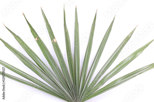 green palm leaves (Livistona Rotundifolia palm tree)