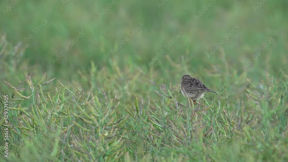 Eurasian Skylark Perching Over Rapeseed Fruit - Selective Focus Shot Eurasian Skylark Perching Over Rapeseed Fruit - Selective Focus Shot