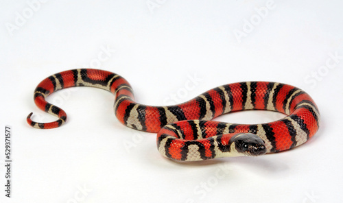 Ruthven's kingsnake // Ruthvens Königsnatter (Lampropeltis ruthveni) photo