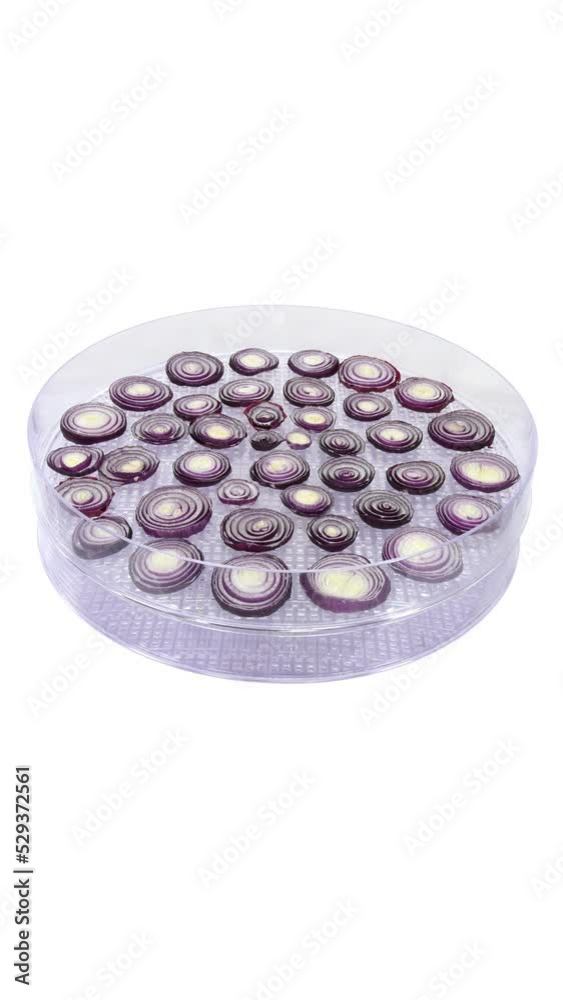Time lapse of drying (dehydrating) onion vegetable slices isolated on white background, vertical orientation Time lapse of drying (dehydrating) onion vegetable slices isolated on white background, vertical orientation
