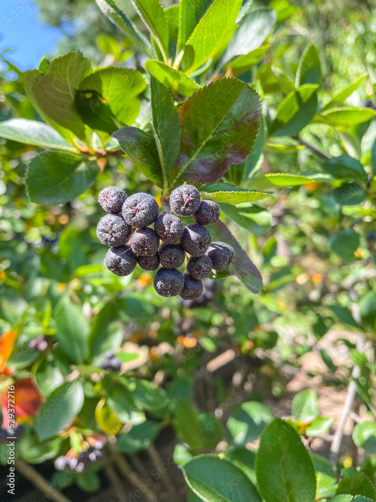 Black chokeberry Black chokeberry