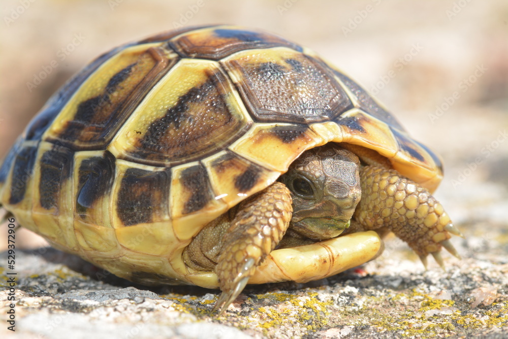 Tartaruga, testuggine, Testudo marginata, hermanni Tartaruga, testuggine, Testudo marginata, hermanni