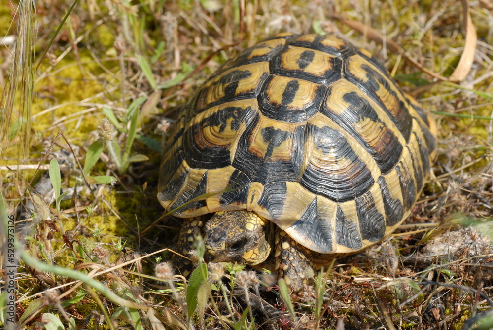 Tartaruga, testuggine, Testudo marginata, hermanni Tartaruga, testuggine, Testudo marginata, hermanni