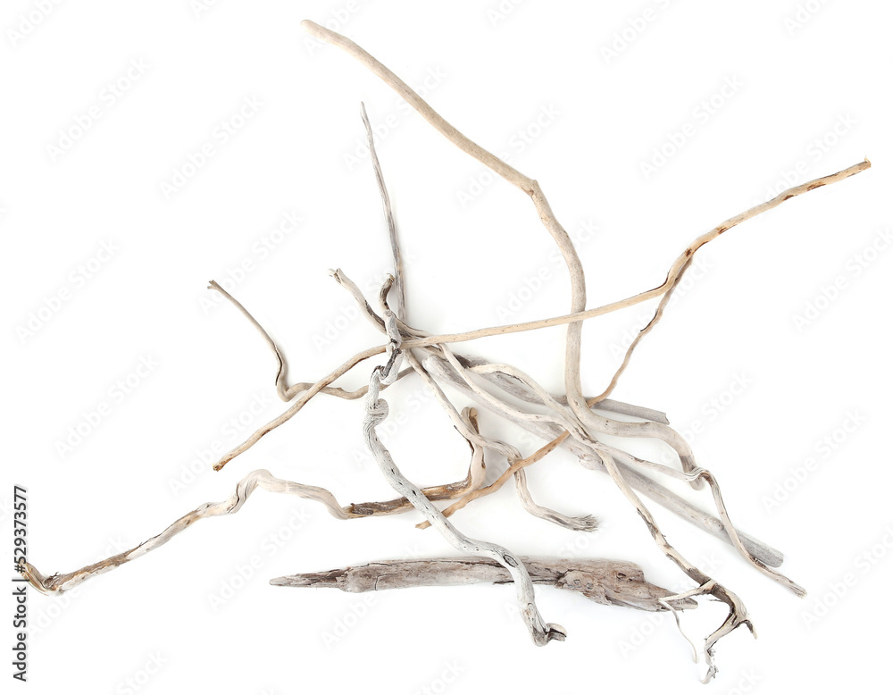Sea driftwood branches isolated on white background. Bleached dry aged drift wood. Sea driftwood branches isolated on white background. Bleached dry aged drift wood.
