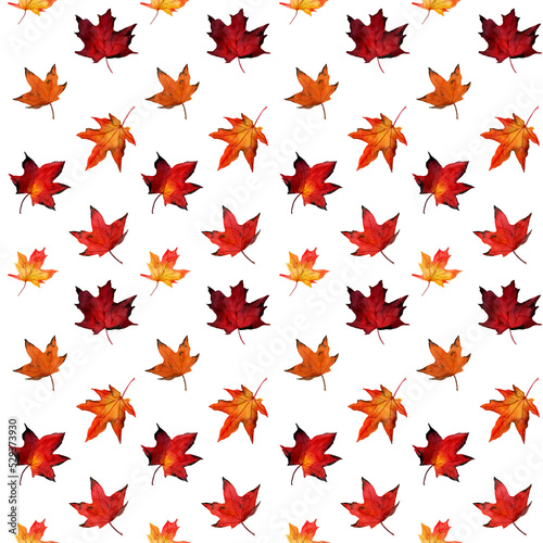 Watercolor seamless pattern with autumn red and yellow maple foliage on white background. Botany maple leaf illustration. Design for textile  packaging  season decor and background. Fabric template.