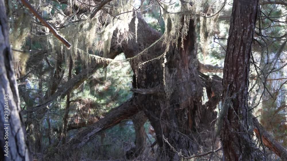 Lace lichen moss hanging, trees branches in forest. Deep surreal wood, fairy old grove or fantasy woodland. Plants covered with parasite mushroom or fungus. Point Lobos, Monterey flora, California USA Lace lichen moss hanging, trees branches in forest. Deep surreal wood, fairy old grove or fantasy woodland. Plants covered with parasite mushroom or fungus. Point Lobos, Monterey flora, California USA