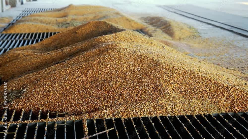Corn Grain Storage And Handling. Ethanol Production Facility Receiving