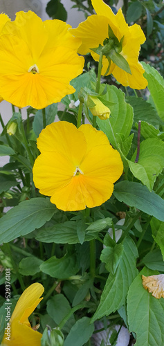 Fototapeta Naklejka Na Ścianę i Meble -  Yellow flower in the garden near Wałbrzych on a sunny summer day.