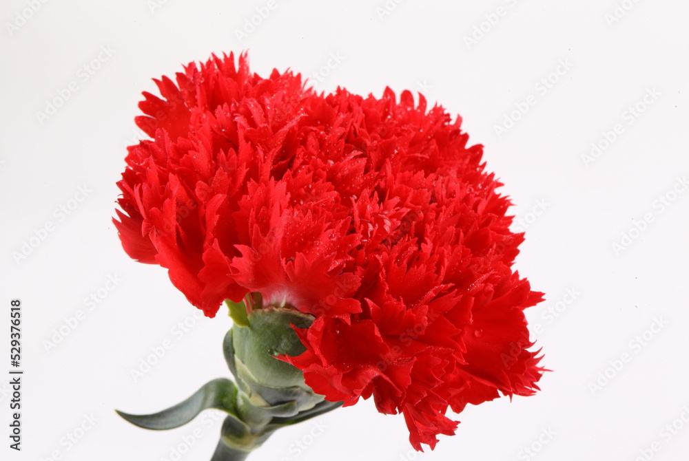 Red carnation flowers isolate on white background Red carnation flowers isolate on white background