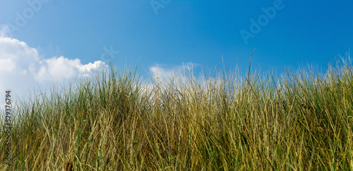 Tall wild grass and blue sky.  nature panoramic background with copy space.  sunny day in lush green meadow.