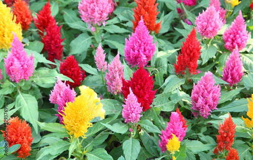 Colorful celosia argentea in a garden.