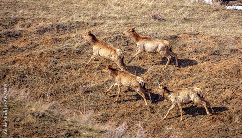 Deer in the mountains in spring looking for food. Herd of wild deer.