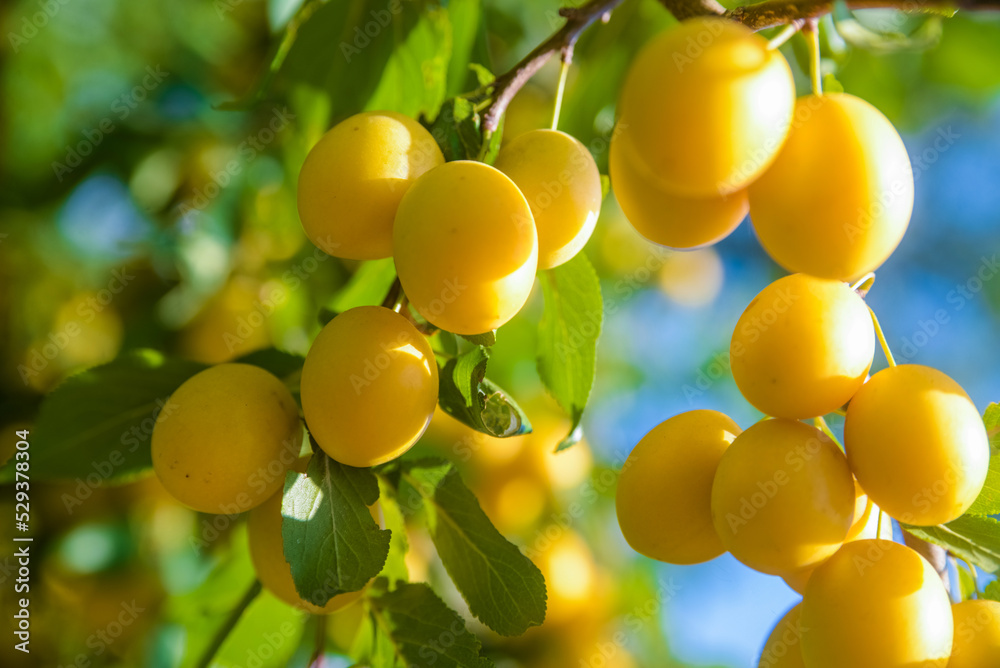 Yellow cherry plum berries ripen on the branches
