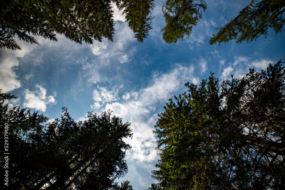 clouds in the forest with blue sky background