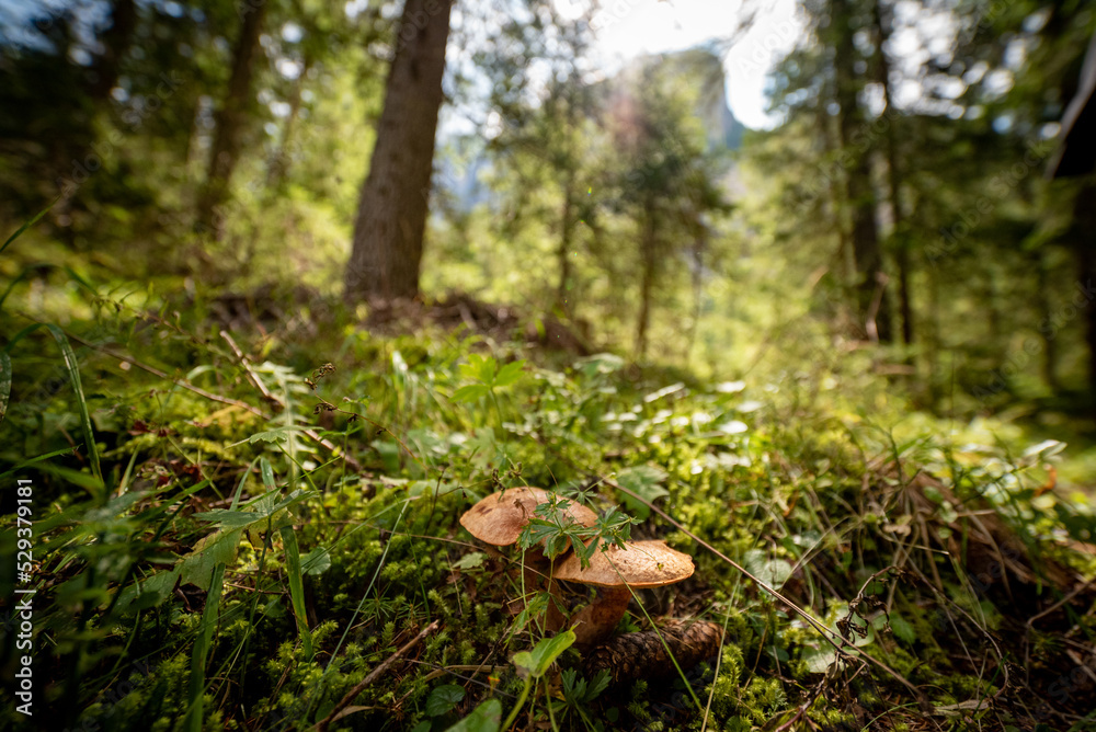 Fototapeta premium mushroom in the forest with green in background