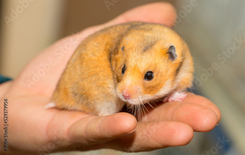 Hamster in the hands of a man close-up on a gray background. Smiling animal, happy pet. Laughter and smile.