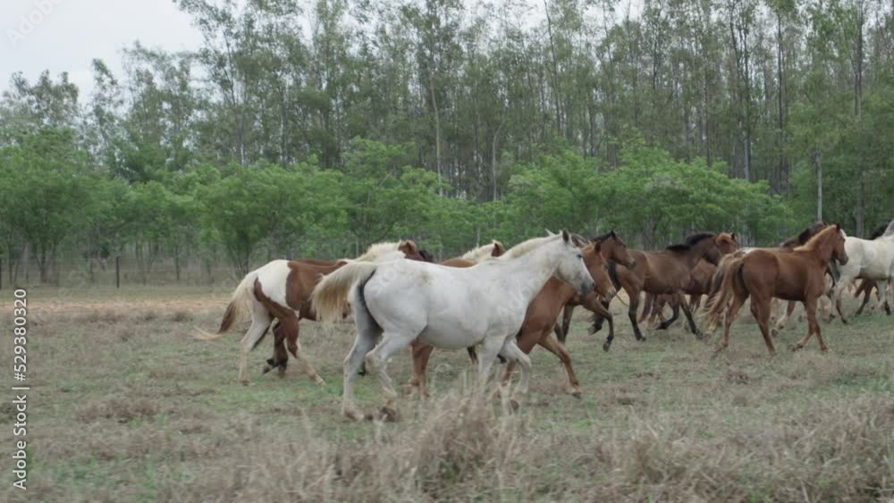 Slow Motion Shot Of Multiple Different Breeds Of Foals Running In A Herd In A Wide Open Field Slow Motion Shot Of Multiple Different Breeds Of Foals Running In A Herd In A Wide Open Field