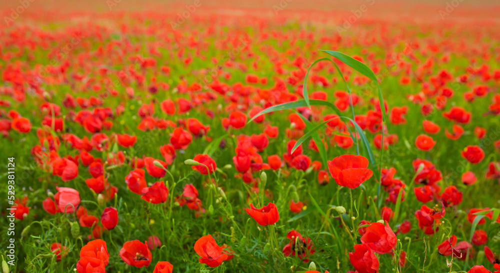 Spring, Field of poppy flowers against the blue sky with clouds. The concept of freshness of morning nature. Spring landscape of wildflowers. Beautiful landscape long banner.