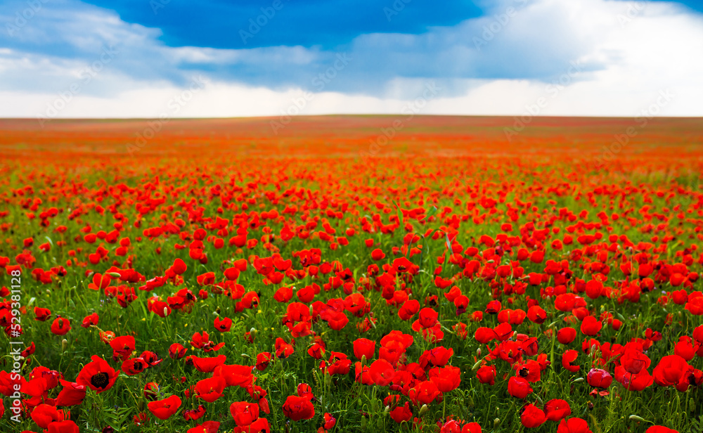 Spring, Field of poppy flowers against the blue sky with clouds. The concept of freshness of morning nature. Spring landscape of wildflowers. Beautiful landscape long banner.