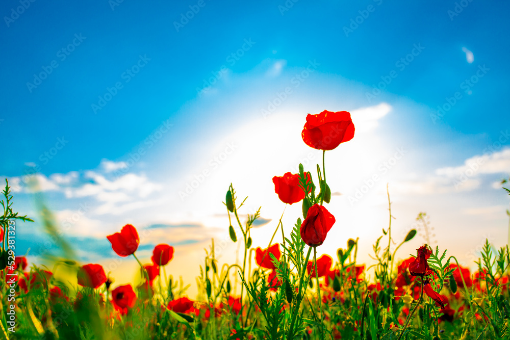 Fototapeta premium Spring, Field of poppy flowers against the blue sky with clouds. The concept of freshness of morning nature. Spring landscape of wildflowers. Beautiful landscape long banner.