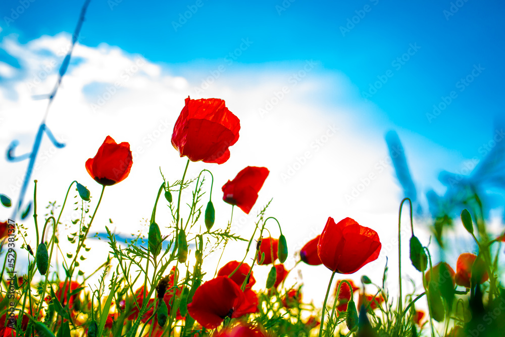 Obraz premium Spring, Field of poppy flowers against the blue sky with clouds. The concept of freshness of morning nature. Spring landscape of wildflowers. Beautiful landscape long banner.