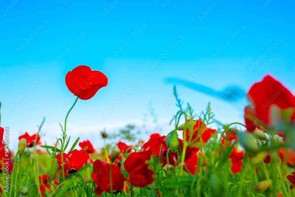Naklejka premium Spring, Field of poppy flowers against the blue sky with clouds. The concept of freshness of morning nature. Spring landscape of wildflowers. Beautiful landscape long banner.