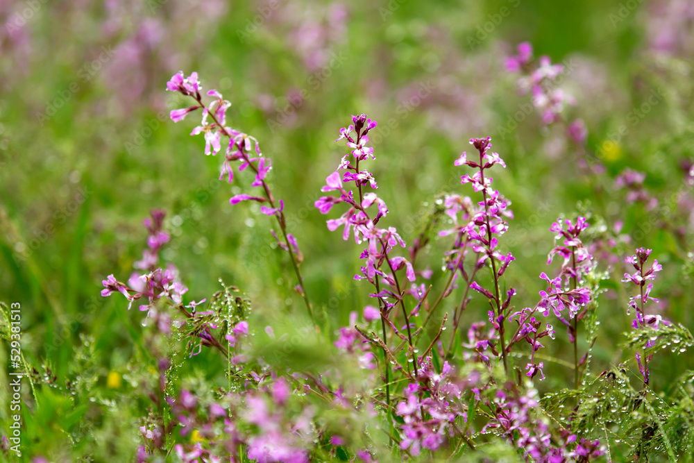 Obraz premium Blooming garden spring flowers. Blooming camel thorn in spring. Medicinal plant, pink flowers. Delicate floral landscape with blurry background and copy space.