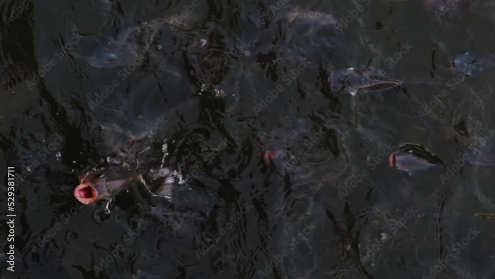 Hungry carp fish jump out from the water with their mouth open to get some food in slow-motion. water is being splashed around, High-quality FullHD footage Hungry carp fish jump out from the water with their mouth open to get some food in slow-motion. water is being splashed around, High-quality FullHD footage