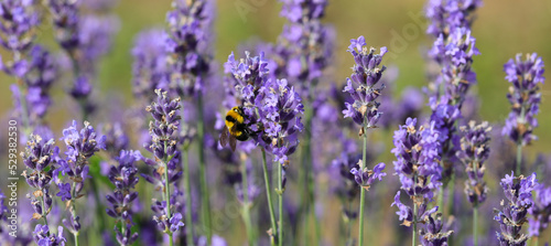 Bumblebee insect sucking the nectar from the fragrant lavender flowers useful for pollinating