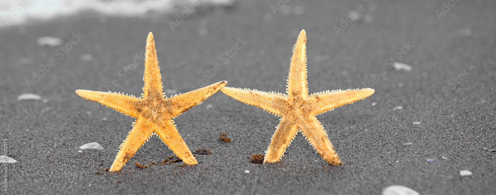 two starfish that seem to shake hands like two friends two starfish that seem to shake hands like two friends