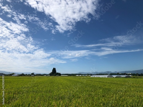 山形　田んぼ　９月　秋　雲　稲穂

200908田んぼ千手堂

空
雲
晴れ
秋晴れ
うろこ雲
山形市千手堂