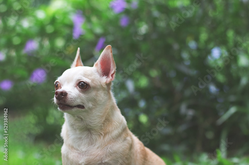 cute brown short hair chihuahua dog looking up curiously on green garden background with copy space
