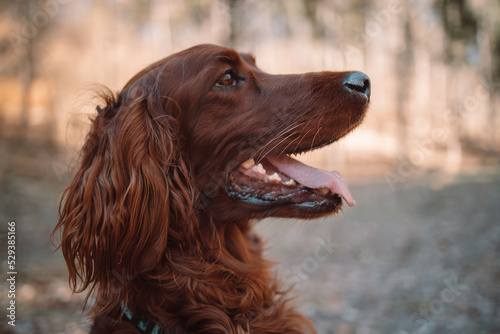 Irish red setter dog relaxing outdoors. High quality photo photo