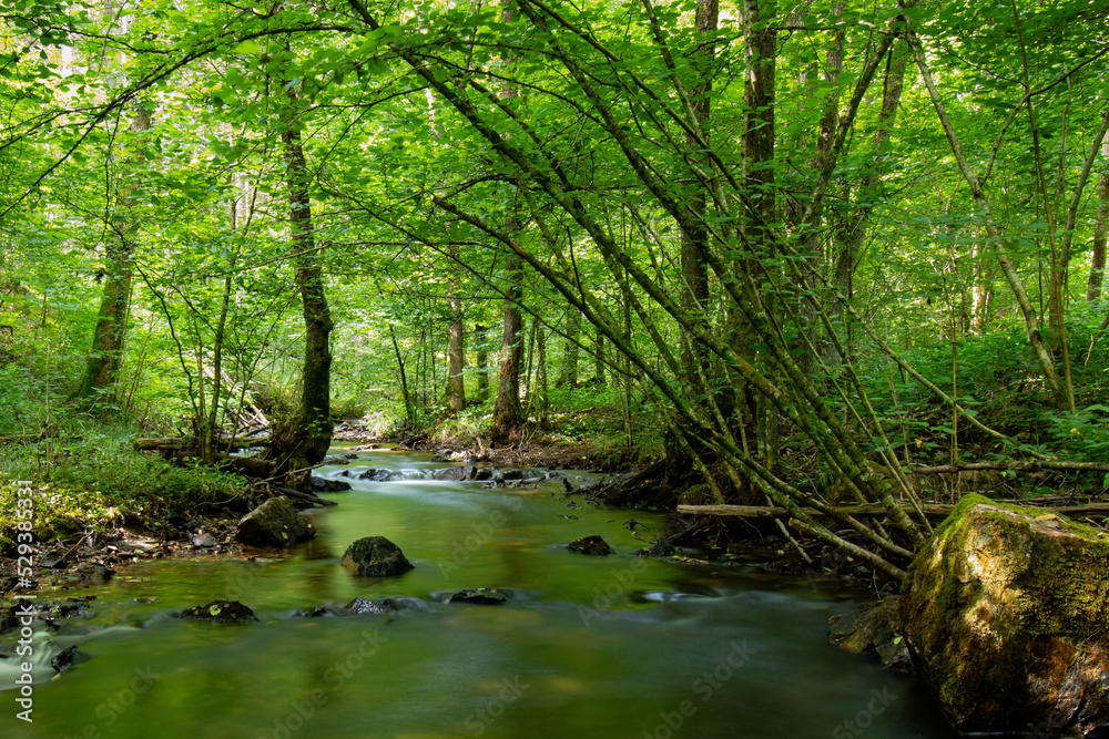Silky smooth water flowing through the Ri d'Alyse on the border between Belgium and France. Lush green forest vegetation. Silky smooth water flowing through the Ri d'Alyse on the border between Belgium and France. Lush green forest vegetation.