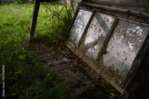 old window covered with dried greenery