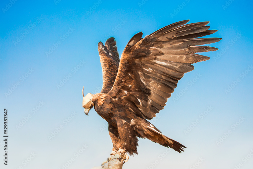 Fototapeta premium Golden eagle close-up on the background of the sky. The bird of prey hunts its prey. The eagle sits on the trainer's hand. Falcon hunting. National tradition of Asia. Kazakhstan