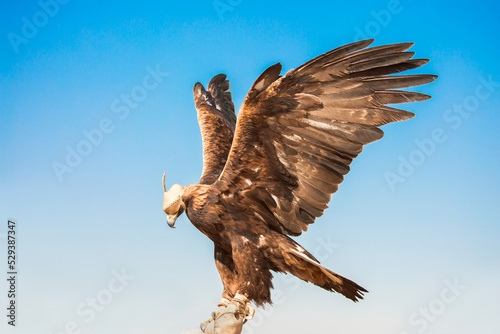 Golden eagle close-up on the background of the sky. The bird of prey hunts its prey. The eagle sits on the trainer's hand. Falcon hunting. National tradition of Asia. Kazakhstan photo