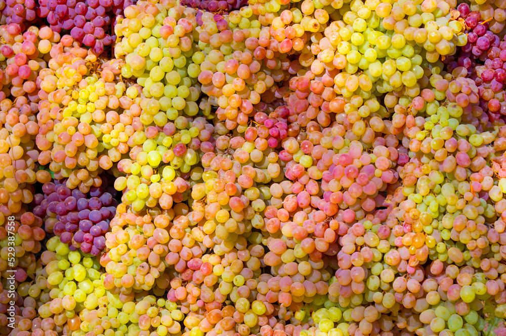 Fototapeta premium A bunch of grapes close up. Vineyards of Italy grape and winery on a sunny day. Harvesting for Italian winemaking. Grape juice and wine.