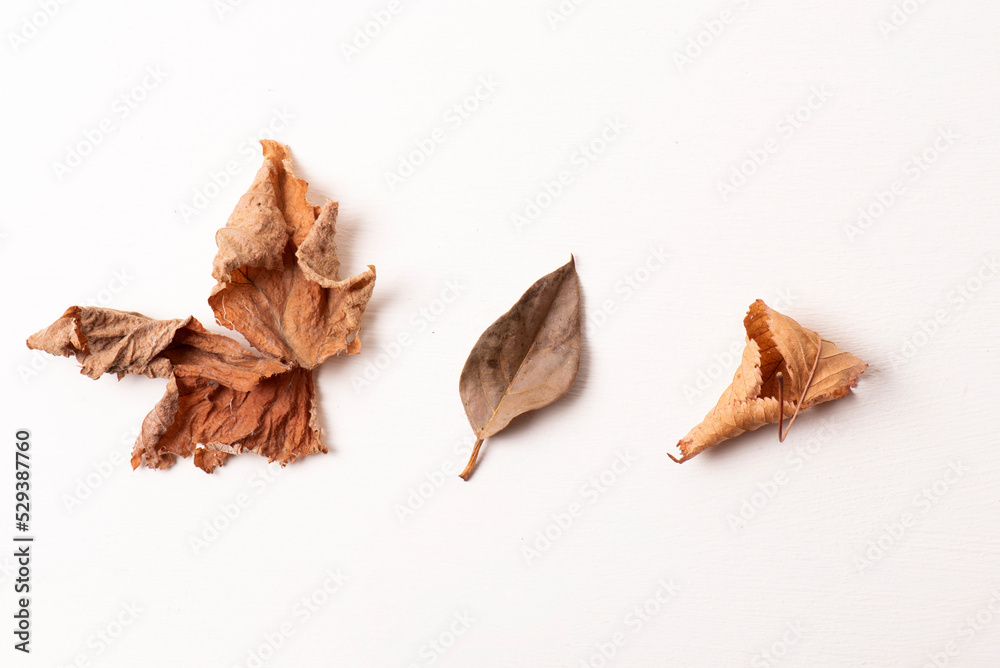 hojas secas de distintas formas, caducas, hojas de otoño. Fotografía de estudio sobre fondo blanco